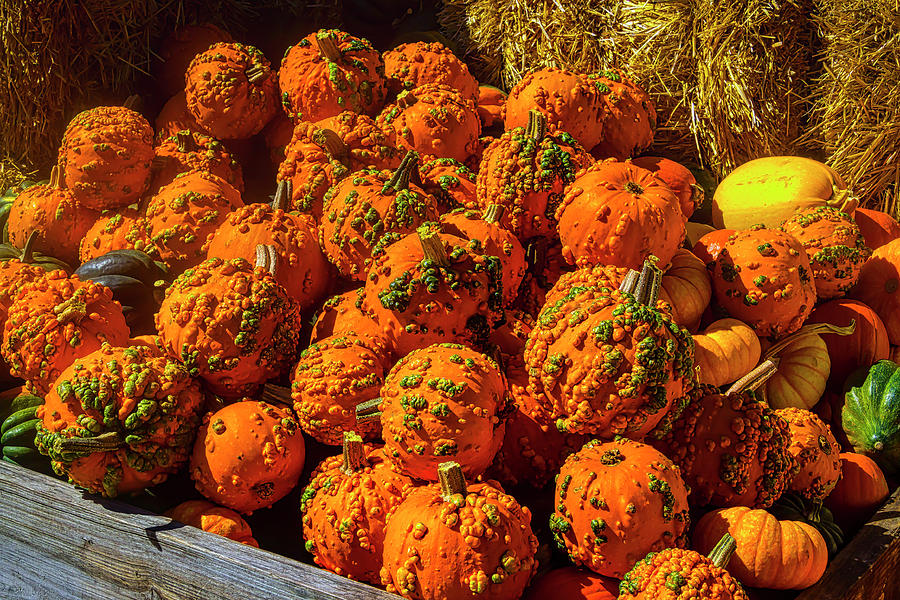 Crate Full Of Warty Pumpkins Photograph by Garry Gay