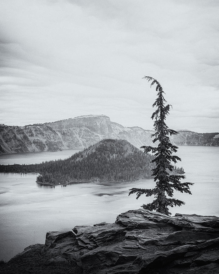 Crater Lake Pine Photograph by Joseph Smith
