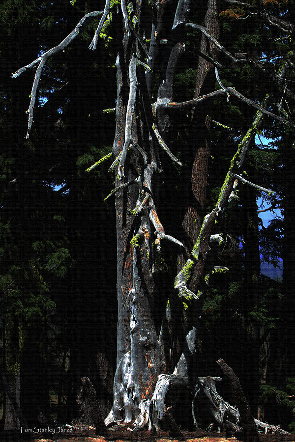 Crater Lake Tree Digital Art by Tom Janca