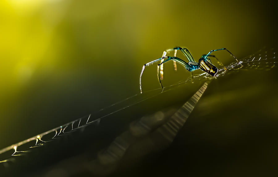 Nature Photograph - Crawler by Atul Saluja