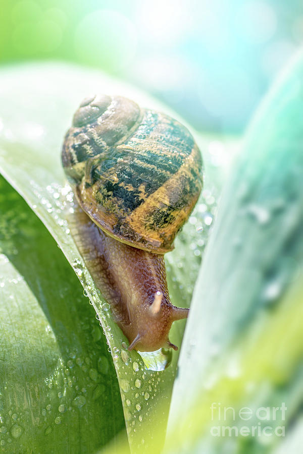 Crawling snail on green leaf with dew drop Photograph by Gregory DUBUS