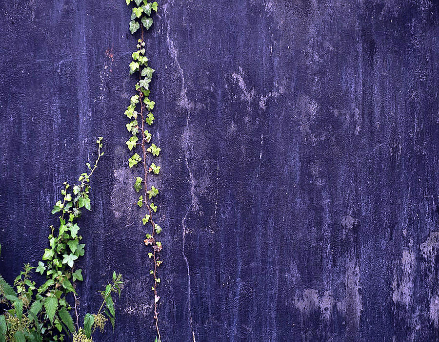 Crawling Vine by Carlene Smith Crawling Vine by Carlene Smith