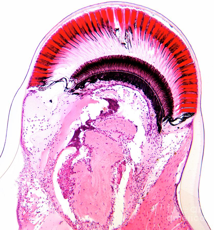 Crayfish Compound Eye Photograph by Science Photo Library Crayfish Compound Eye Photograph by Science Photo Library