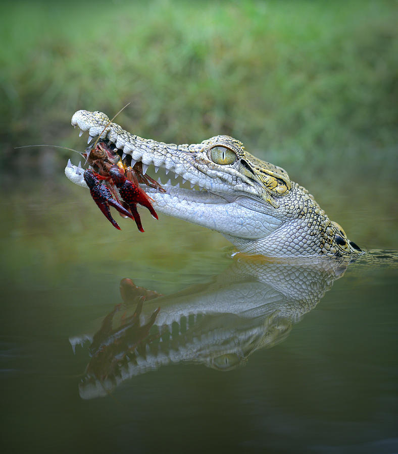 Crocodile Photograph - Crayfish by Fahmi Bhs