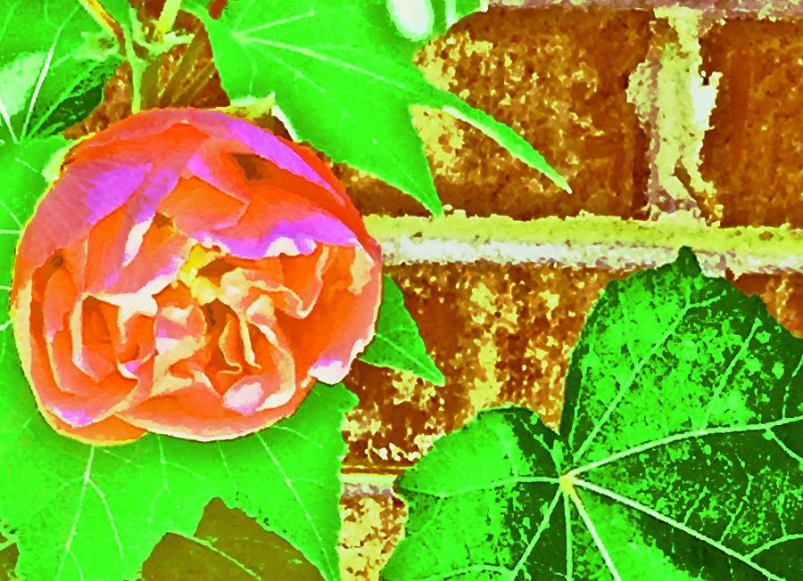 Crayon Cotton Rose Photograph by Debra Grace Addison