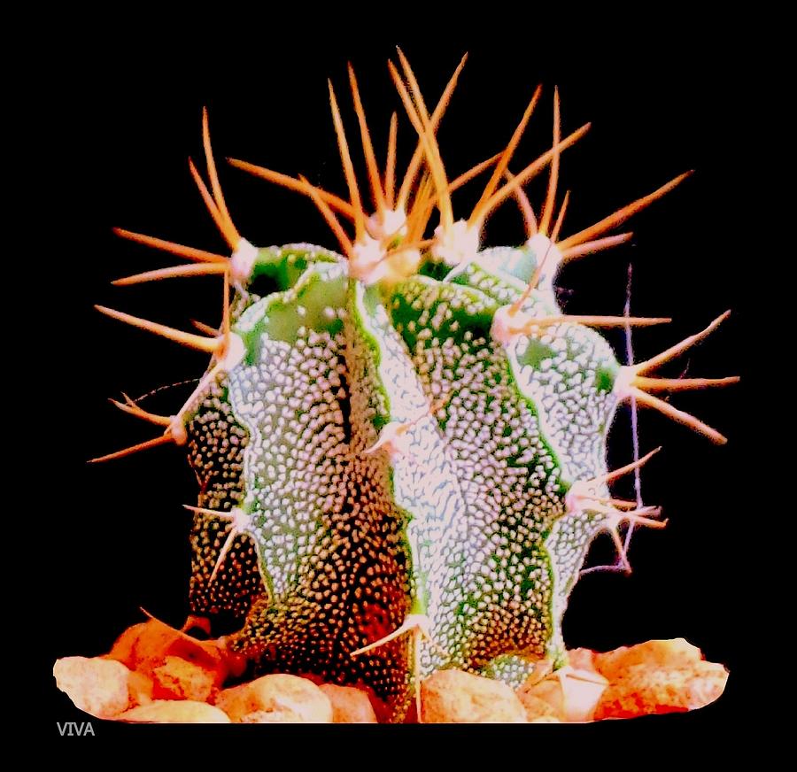 Crazy Cactus by VIVA Anderson Crazy Cactus by VIVA Anderson