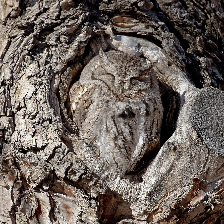 Crazy Camouflage Photograph by Mindy Musick King