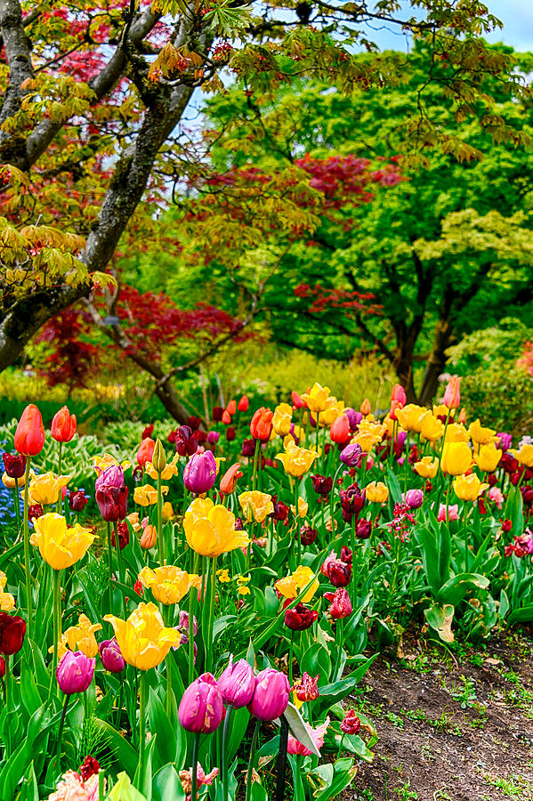 Crazy Colors In Nature Photograph By Judit Dombovari - Fine Art America