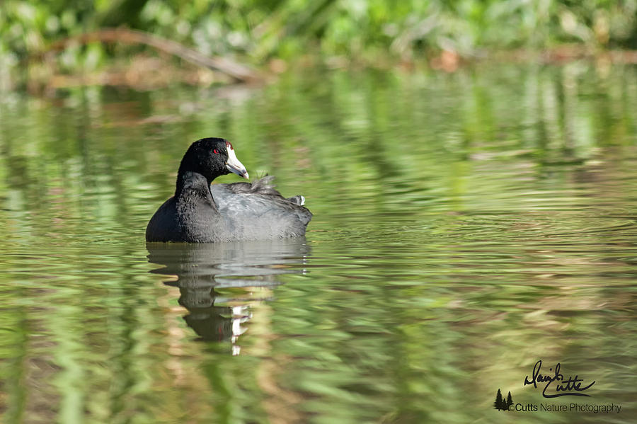 Animal Photograph - Crazy Coot by David Cutts Animal Photograph - Crazy Coot by David Cutts