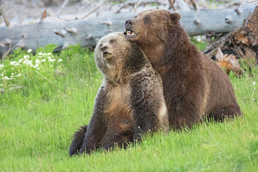 Crazy in Love Photograph by Sandy Sisti - Fine Art America