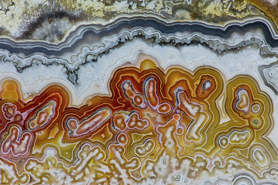 Crazy Lacy Mexican Agate Photograph by Darrell Gulin