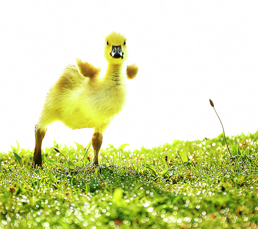 Crazy Little Gosling Photograph by Vicki Jauron, Babylon And Beyond Photography