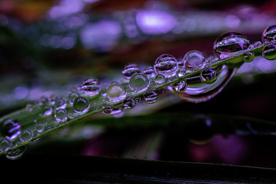 Crazy Raindrop Abstract Photograph by Linda Howes