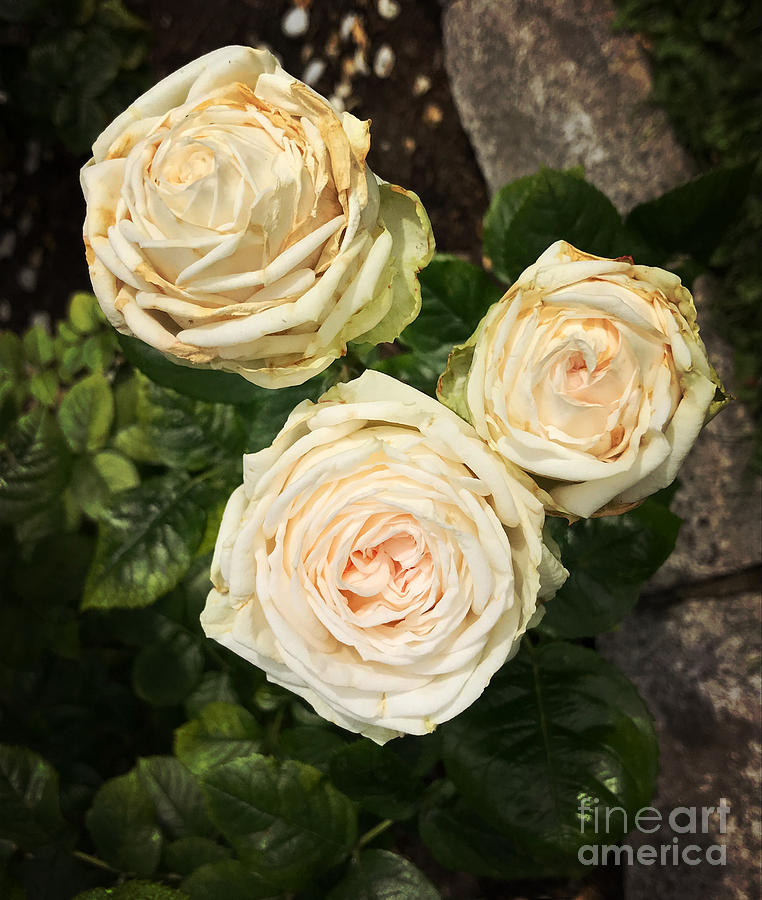Cream Coloured Roses Photograph by Maria Janicki
