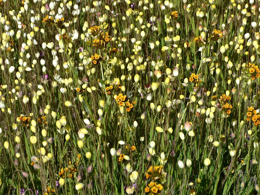 Cream Cups  and Fiddlenecks  Photograph by Amelia Racca