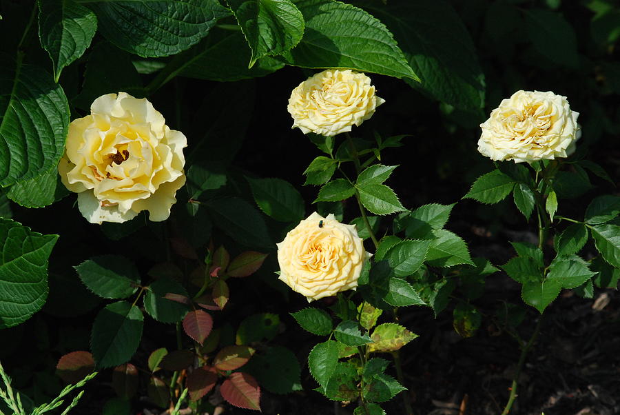 Cream Roses Photograph by Ee Photography