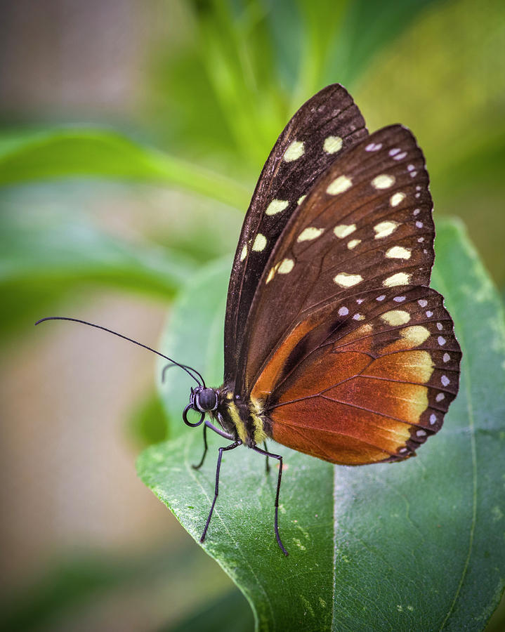 Cream Spotted Tigerwing Jardin Botanico del Quindio Calarca Colo Photograph by Adam Rainoff