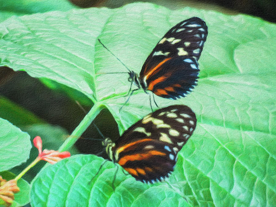 Cream Spotted Tigerwing - Seeing Double Photograph by Leslie Montgomery
