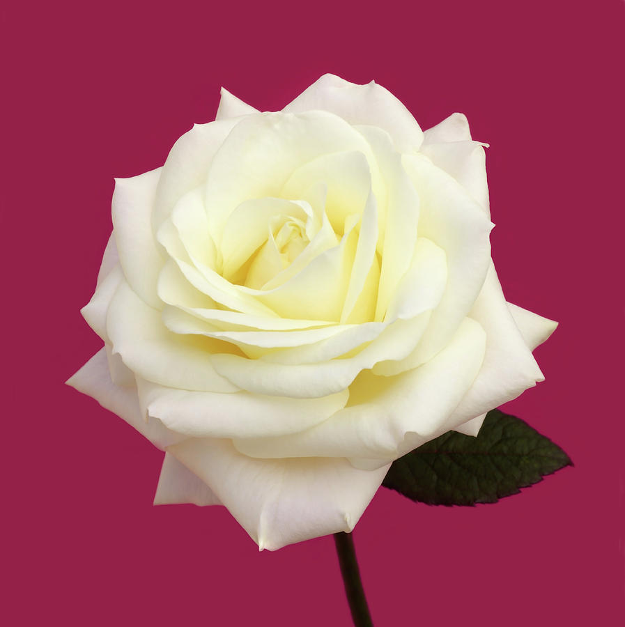 Creamy White Rose On Deep Magenta In Photograph by Rosemary Calvert