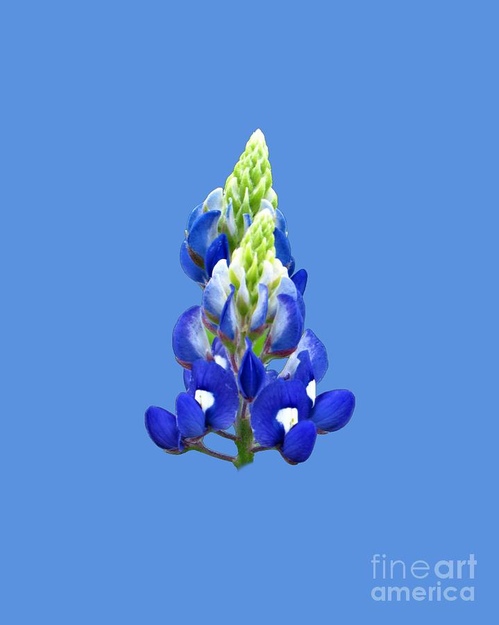Bluebonnet Photograph - Creation By God - Bluebonnet Accented by Karin Gandee Bluebonnet Photograph - Creation By God - Bluebonnet Accented by Karin Gandee