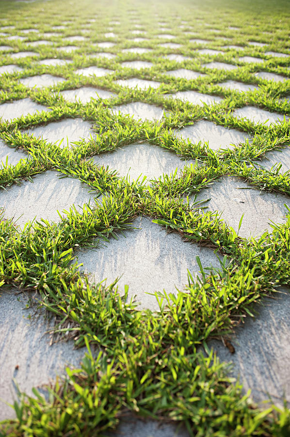 Creative Garden Flooring In Evening Photograph by Tracy Packer Photography