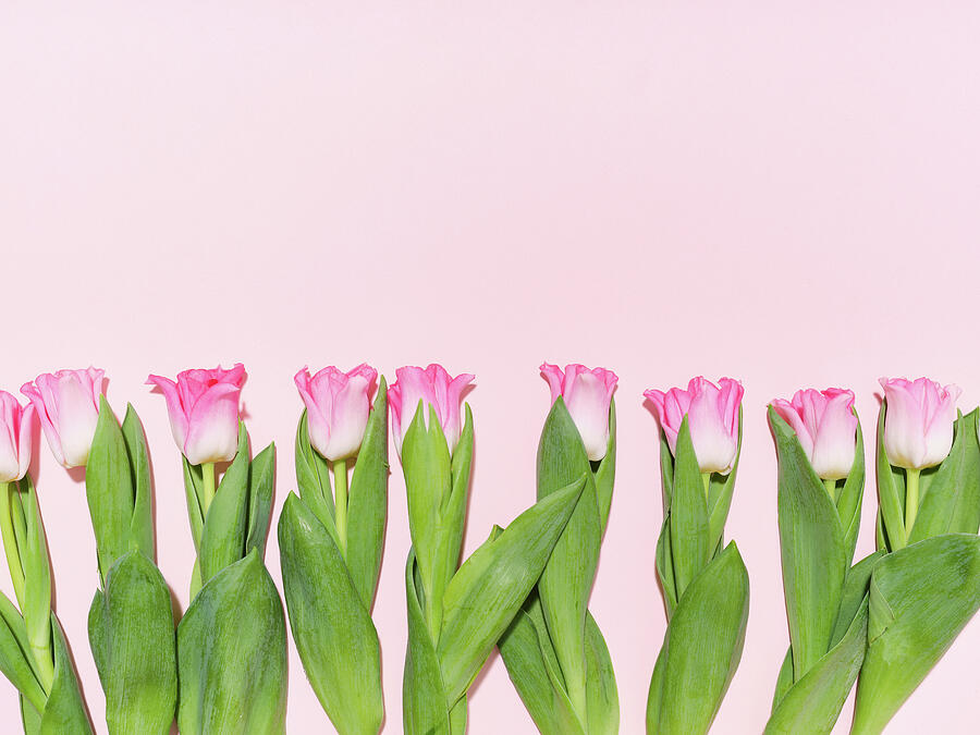 Flower Photograph - Creative Layout With A Pattern Made Of Tulips On Pink Background by Anastasiia Nurullina/fc