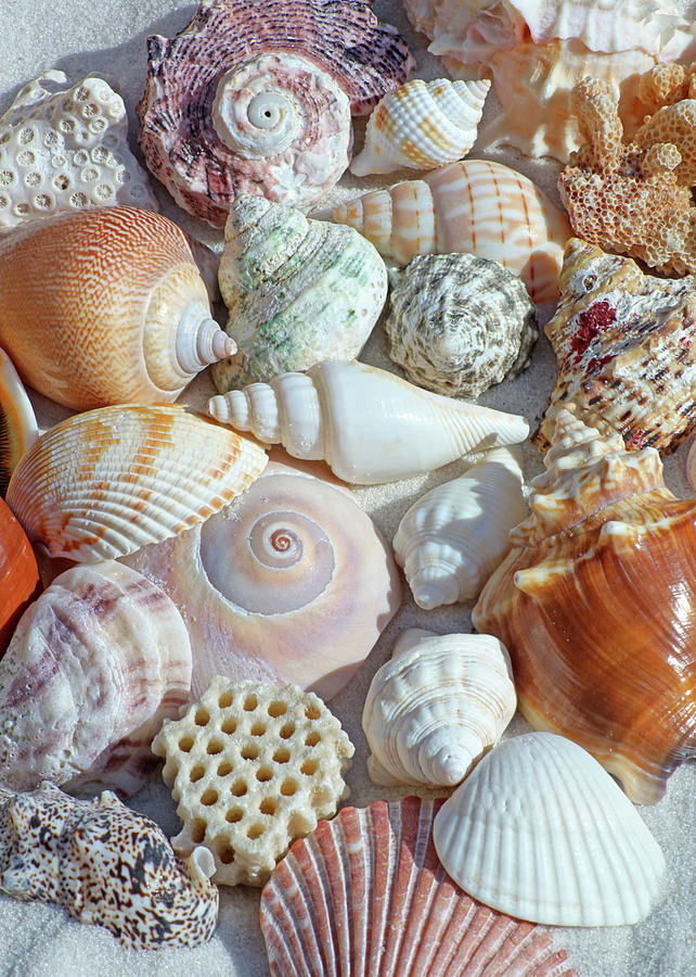 Creatures of the Sea by Kathi Mirto Creatures of the Sea by Kathi Mirto