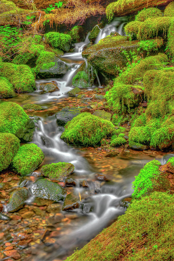 Creek at Sol Duc Photograph by Spencer McDonald