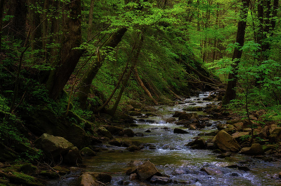 Creek flowing through shady forest Photograph by Dee Browning