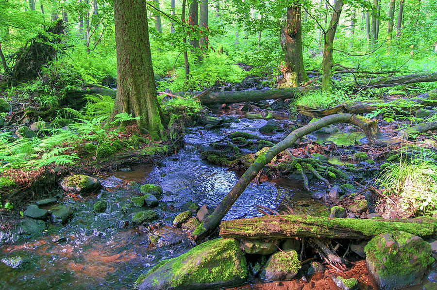 Creek in a forest in Vogelsberg Photograph by Sun Travels