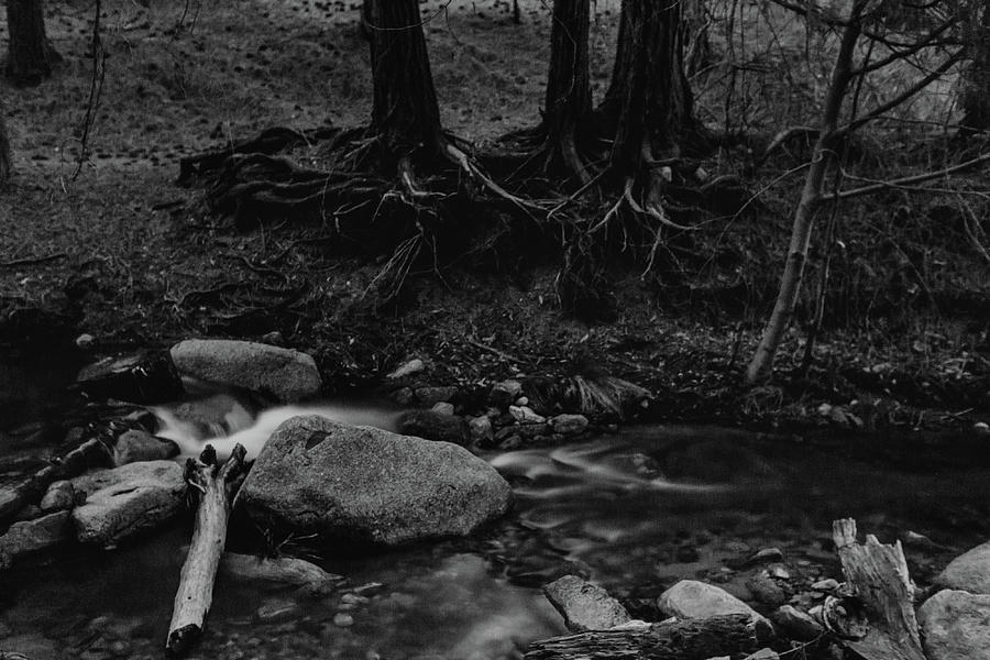 Creek in California  Photograph by Julieta Belmont