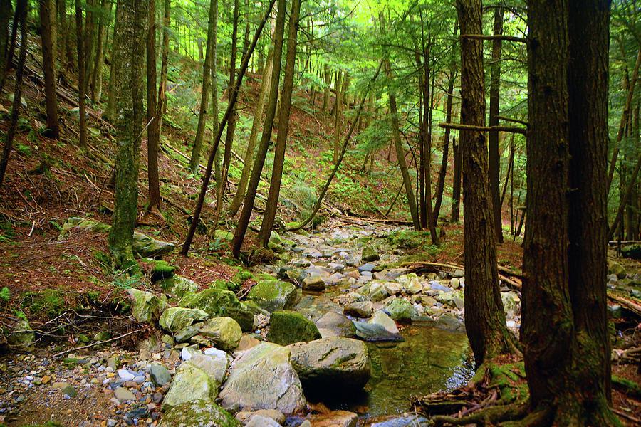 Creek in Massachusetts 2 Photograph by Raymond Salani III