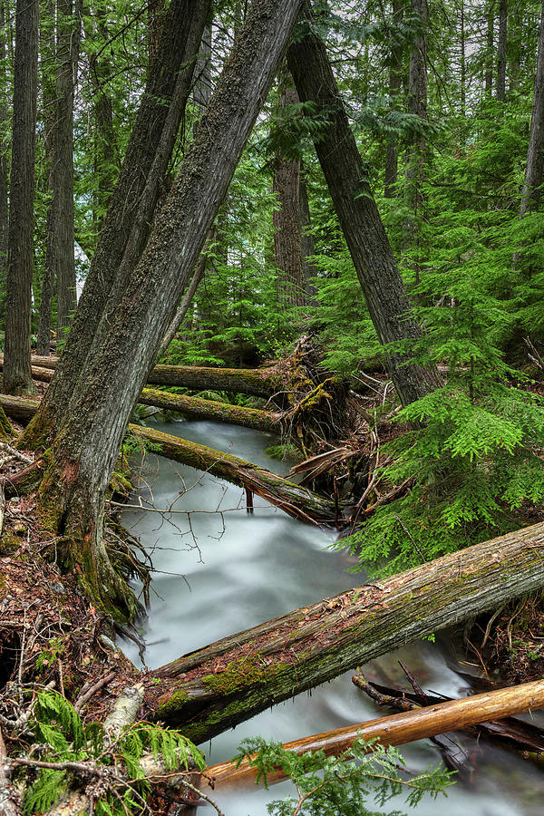 Creek thru Forest Photograph by Paul Freidlund