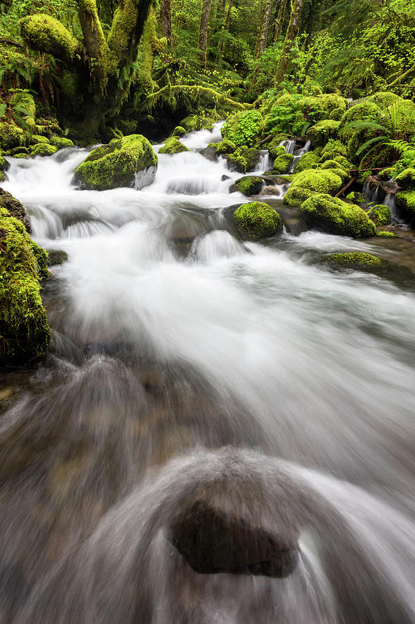 Creek With Moss And Lush Foliage Photograph by Justinreznick