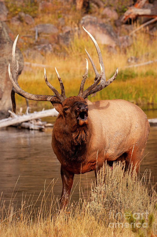 Creekside Bull Photograph by Aaron Whittemore