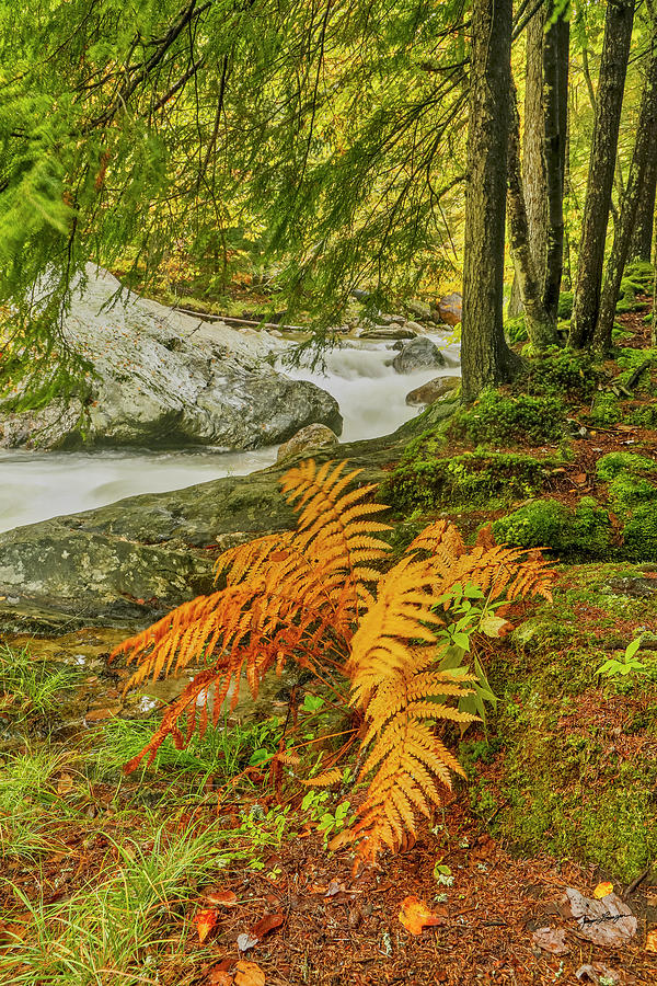 Creekside Ferns Photograph by Jurgen Lorenzen