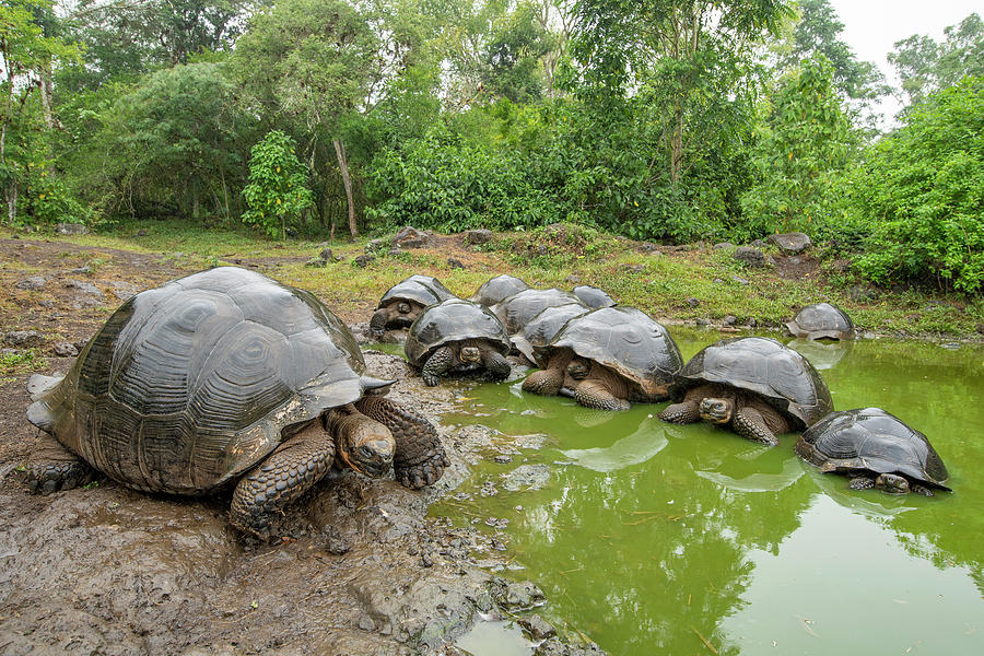 Creep Of Indefatigable Island Tortoises Photograph by Tui De Roy