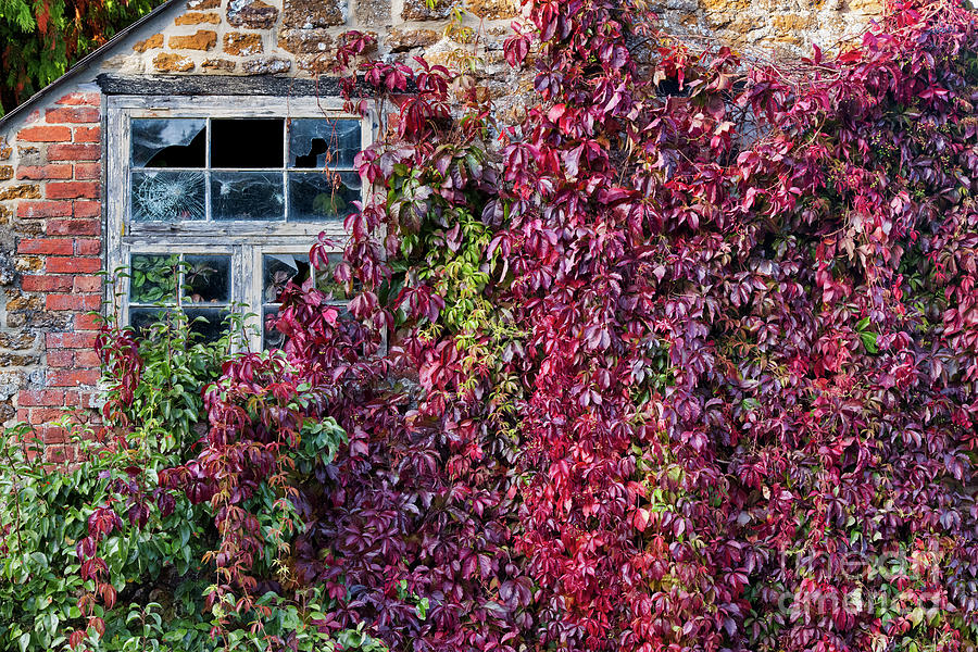 Creeping Ivy Photograph by Tim Gainey