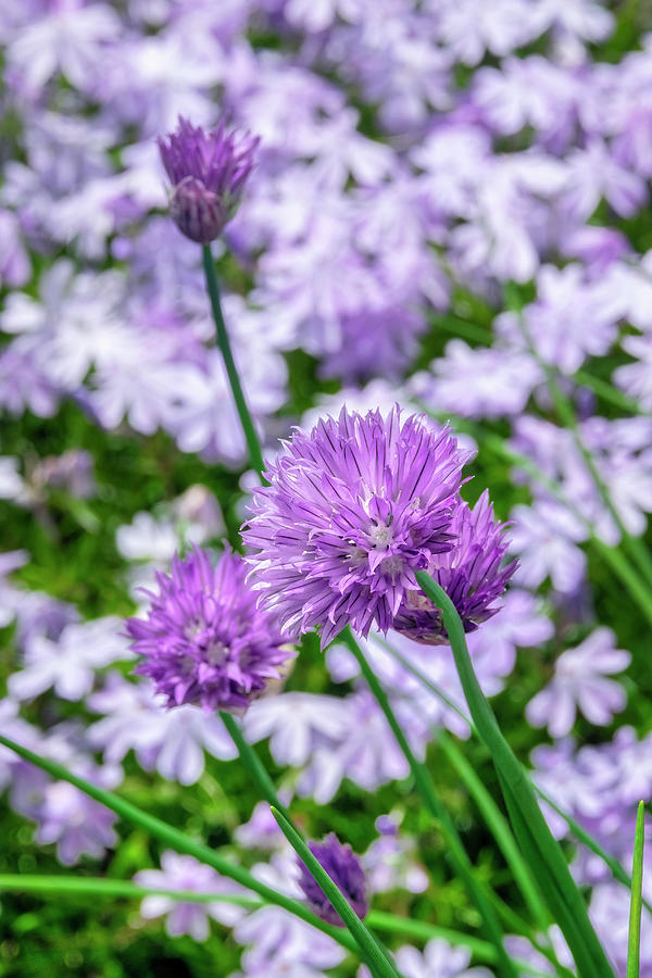 Chive Photograph - Creeping Phlox And Chives by Lisa S. Engelbrecht