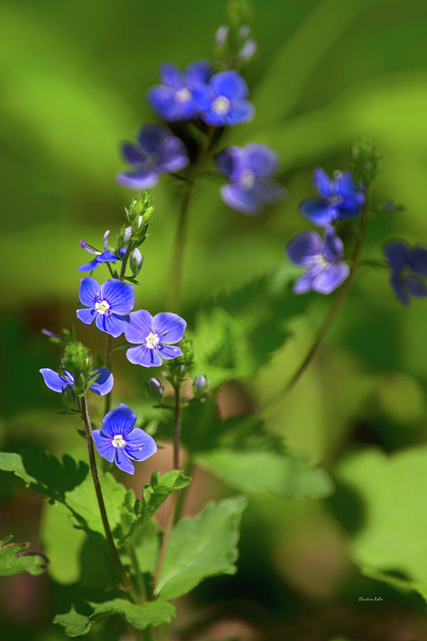 Creeping Speedwell Flowers Photograph by Christina Rollo
