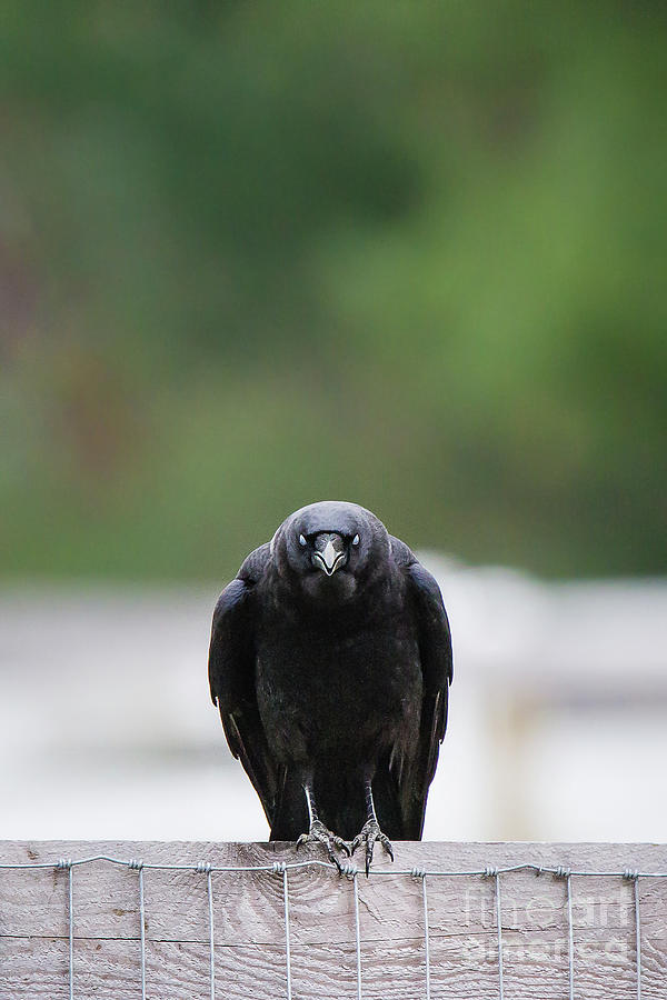 Creepy Crow II Photograph by Kathy Sherbert