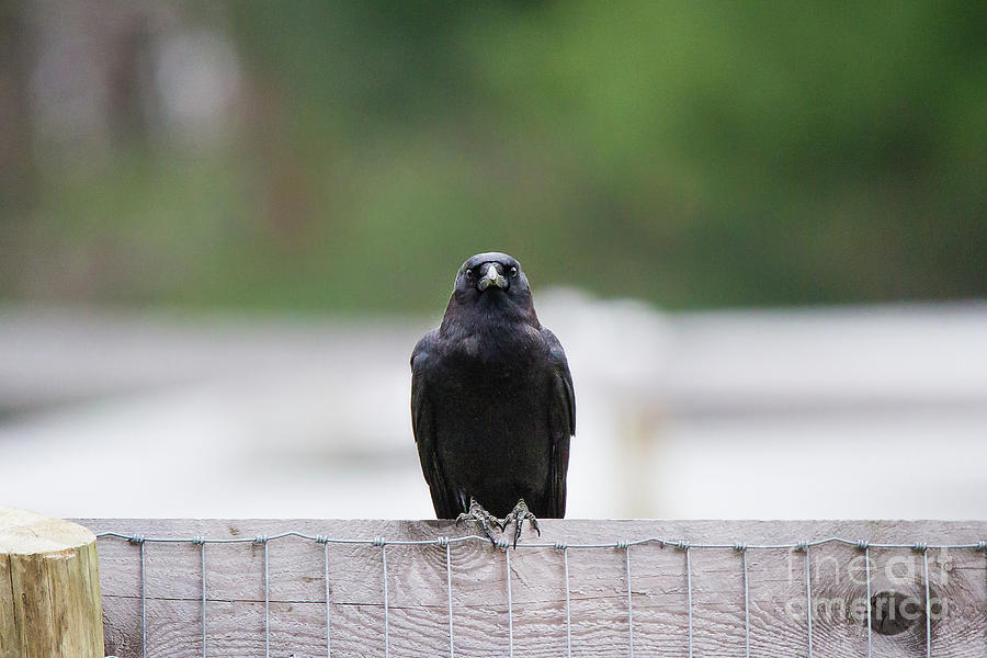 Creepy Crows