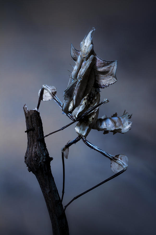 Insects Photograph - Creepy by Jimmy Hoffman
