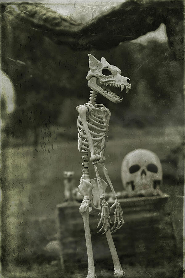 Creepy Vintage Werewolf Photograph by Carrie Ann Grippo-Pike