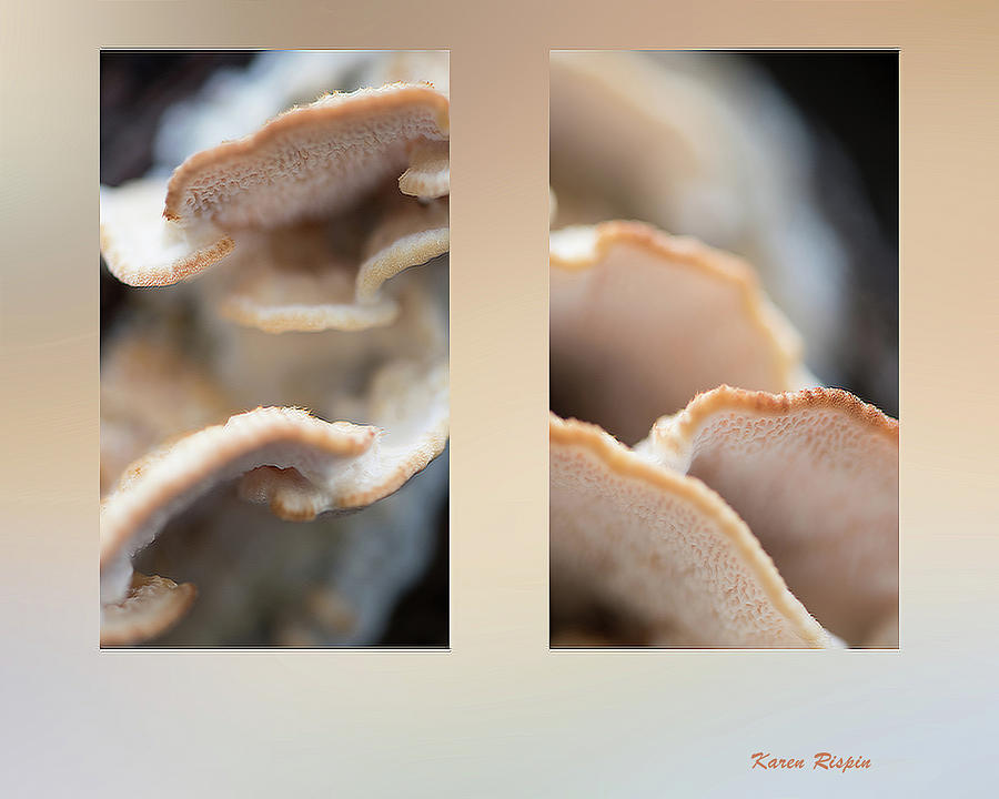 Creme Shelf Fungus by Karen Rispin Creme Shelf Fungus by Karen Rispin