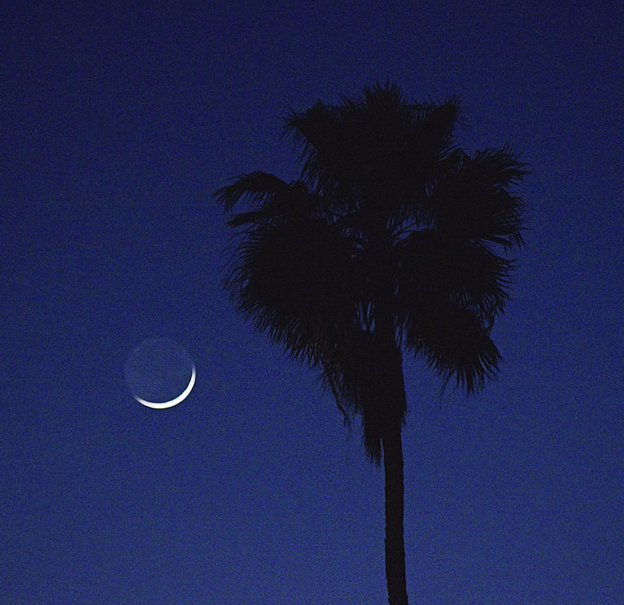 Crescent Moon and Palm Tree Photograph by Chance Kafka