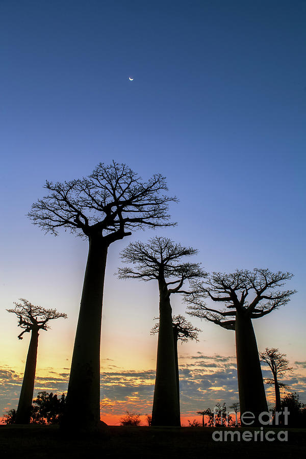 Crescent Moon Over Baobab Trees Photograph by Amirreza Kamkar / Science Photo Library