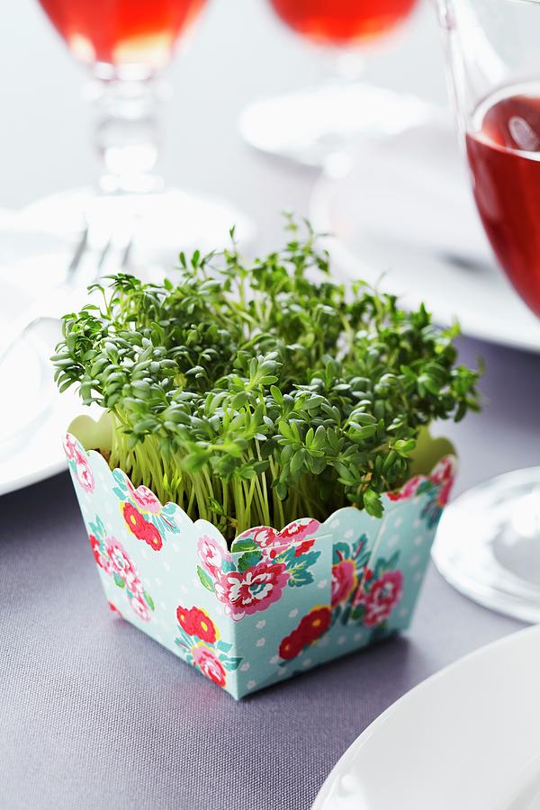 Cress Growing In Paper Cake Case Photograph by Franziska Taube