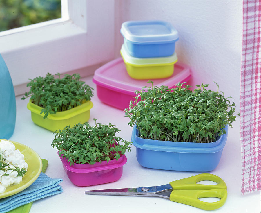 Cress Sowing In Food Containers Photograph by Friedrich Strauss