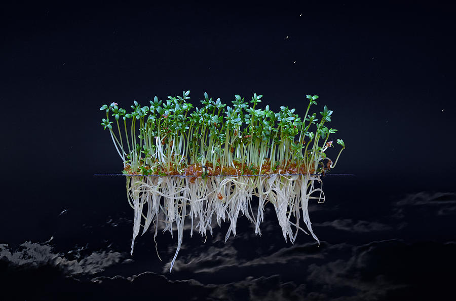 Surreal Photograph - Cress Space by Reinhard Schulz